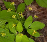 Yellow pimpernel